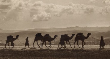 A convoy of camels	