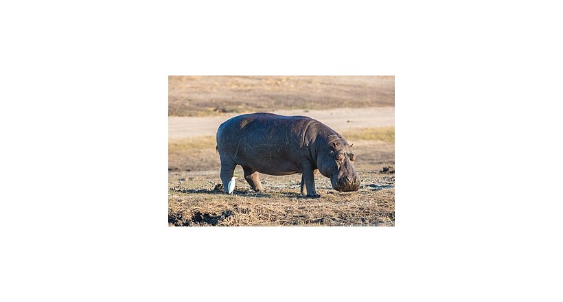 Hippopotamus