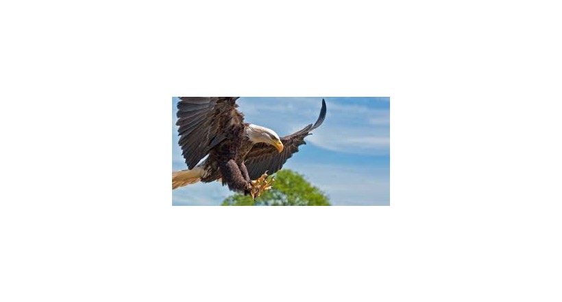 The eagle 