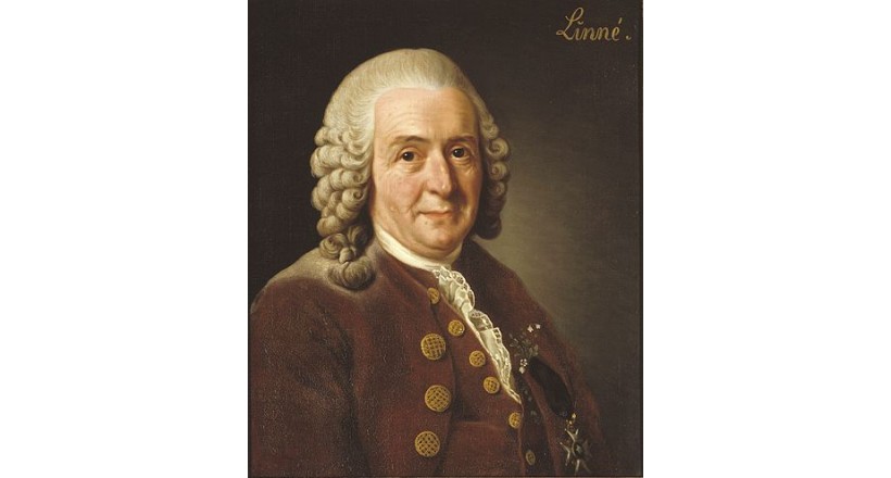 Carolus Linnaeus