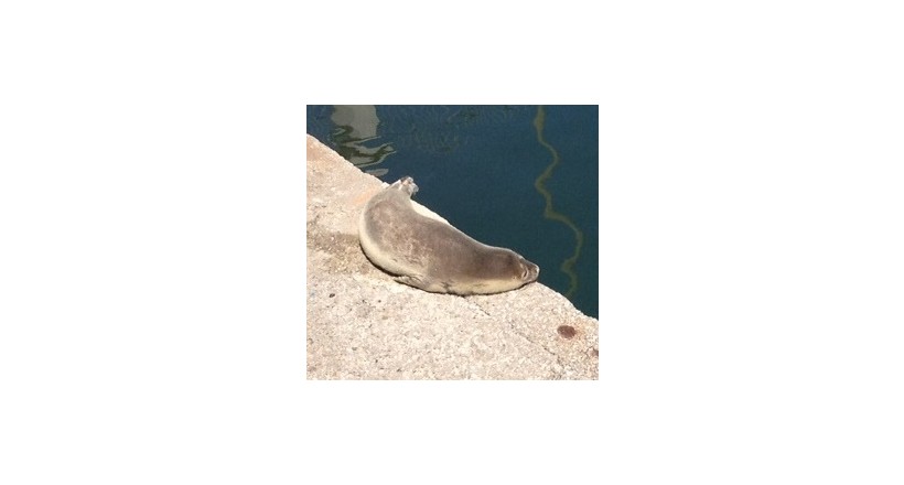  Mediterranean Monk Seal