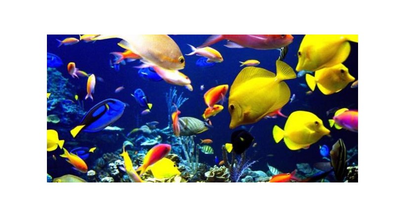 الحياة البحرية