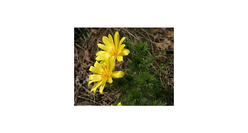 Adonis vernalis