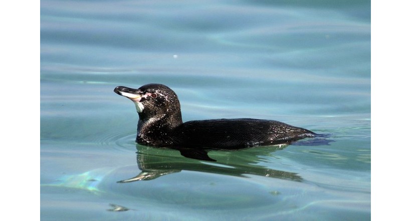 Galapagos penguin
