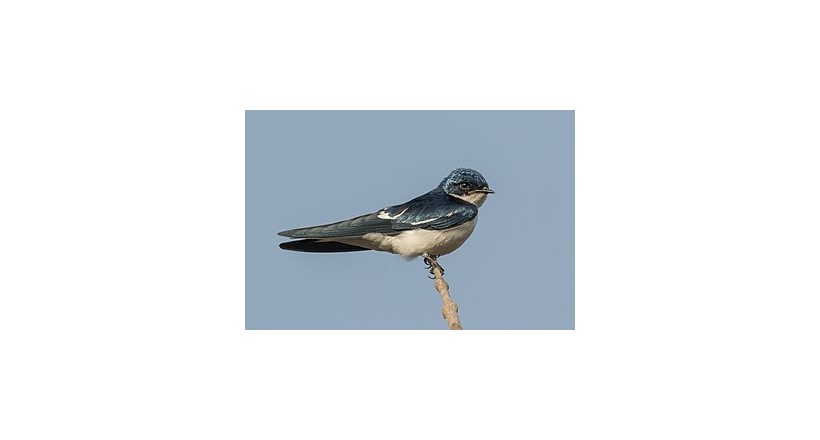 Swallow