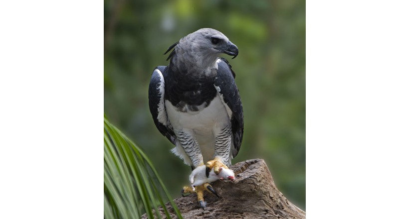 Harpy eagle