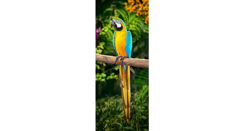 Macaw