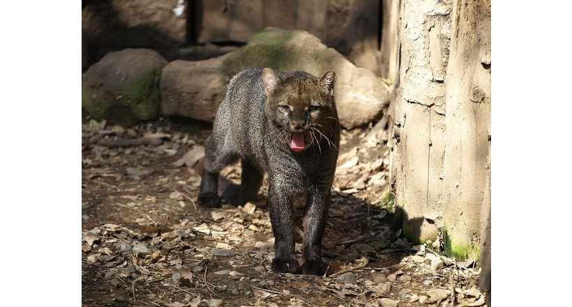 Jaguarundi