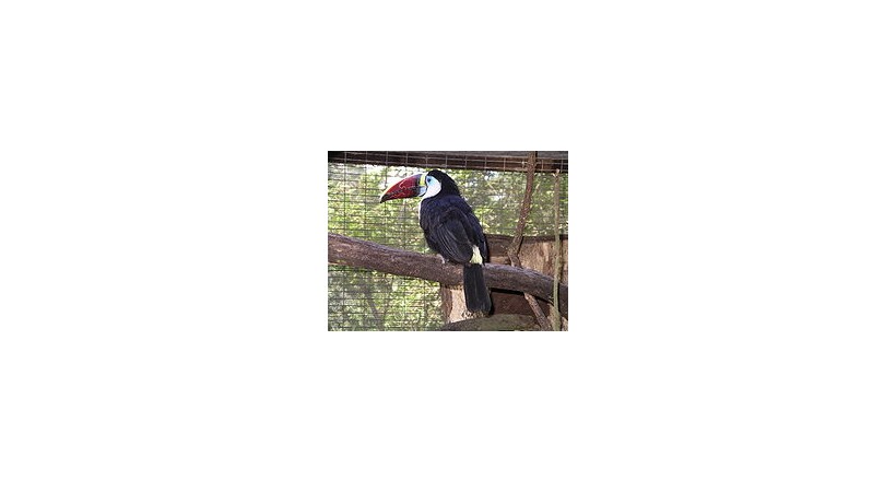 White-throated toucan