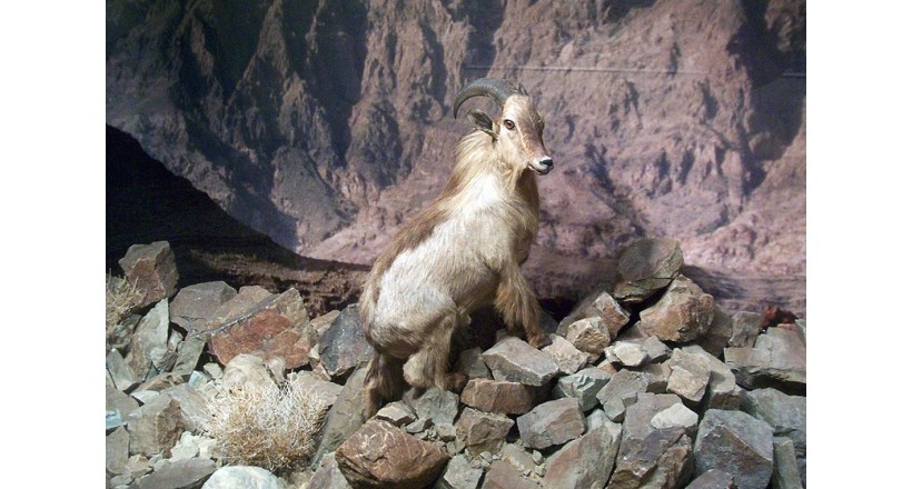 Arabian Tahr