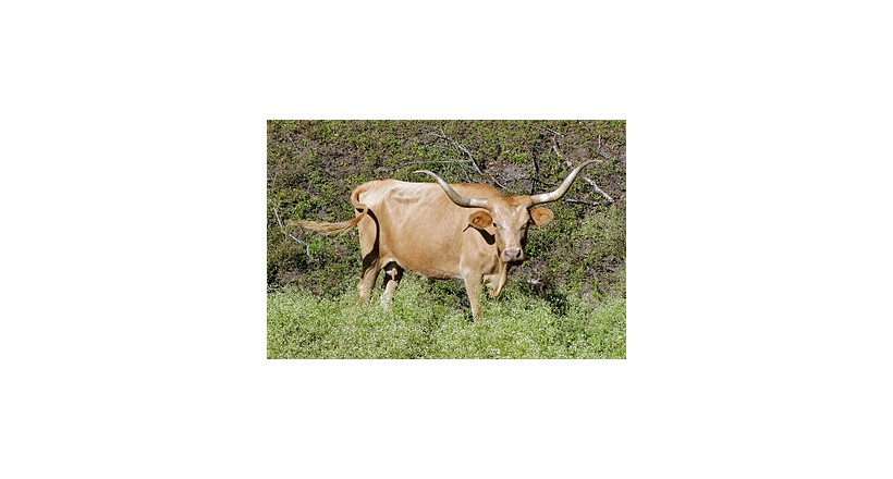 Texas Longhorn