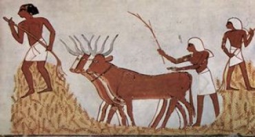 Ancient Egyptian agriculture	