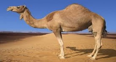A Camel