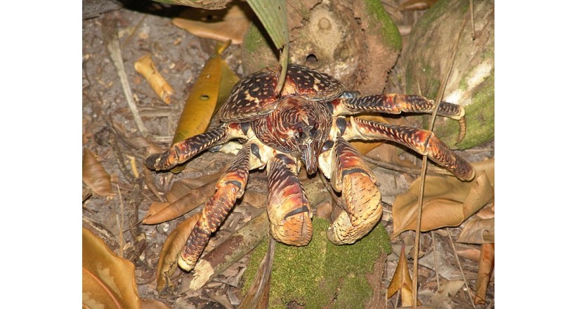 Coconut crab