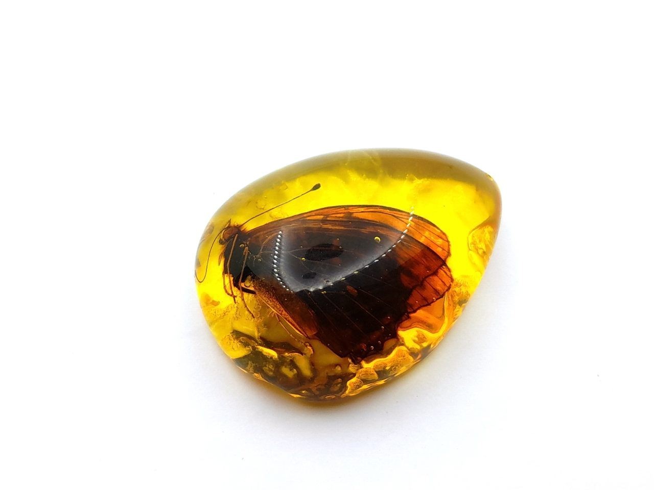 a piece of Amber insect
